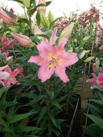 [4365 Roberta DJ No101.JPG]